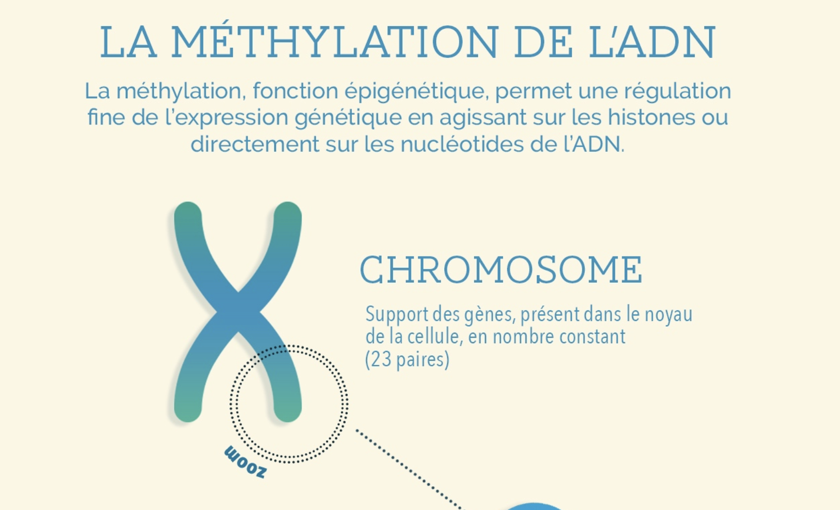 La méthylation de l'ADN